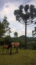 Foto feita na Linha Rio Bugre no dia 28/01/2018