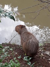 Capivara beirando o Rio do Peixe, próximo a Ponte do Amor, na manhã desta quinta-feira, 5.