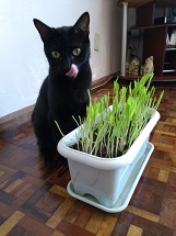 Gata satisfeita