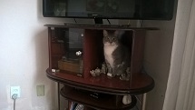 Gato de estimação "enfeitando" estante na Vila Paraíso