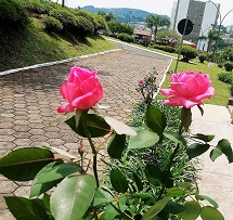 Foto do Dia