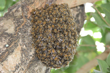 Abelhas. Foto Osmar Silva.