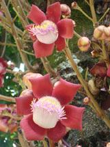 Curiosidade: Esta planta chama-se Abricó de Macaco... belíssima!. Foto Erci Bohrer. Março 2009.