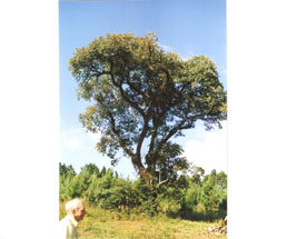 Açoita-cavalo, espécie rara na região, árvore esta preservada na chácara Sulzbach, sendo observada pelo escritor Nogert Wiest. Março 2009. Foto Olmiro Sulzbach.