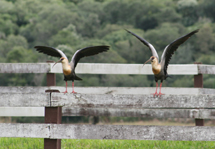 Imagem feita na Fazenda Amparo de propriedade da Adami. Foto Gilberto Soares França.