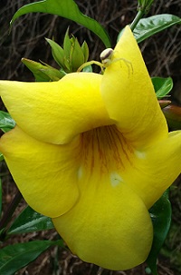 Flor Alamanda.