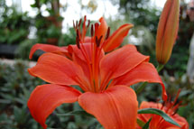 Flor amarilis. Foto Ilton P. Rotta Jr.