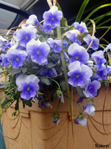 "Lindas flores". Foto Erci Bohrer.