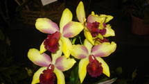 Foto Angelica Bohrer.