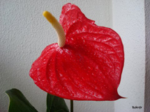 Antúrio. Foto Erci Bohrer.