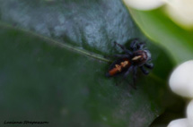 Foto Luciana Strapazzon .