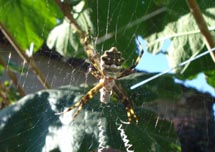 Aranha. Foto Márcia Guzela.