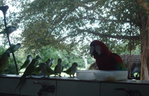 "Pantanal". Foto enviada por Simony Gonçalves Cordeiro.