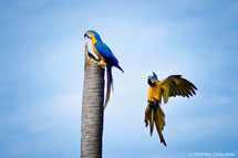Foto:Alan Carlos Arrais.