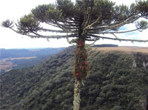 Araucária angustifólia com bromélias. Bom Jardim da Serra - SC. Foto Fábio Menegazzo.