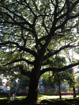 Foto Vinicius Roso.