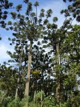 Araucárias na Floresta da Epagri em Caçador.