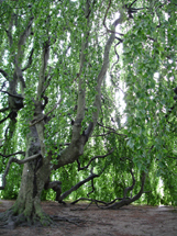 Árvore europeia weeping beech plantada no começo dos anos 1900, na cidade de Newport, estado de Rhode Island (EUA). Foto Alexandra Pressanto Giannoulis.