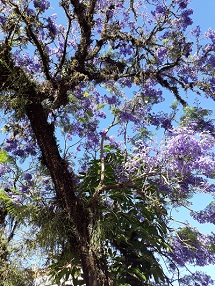 Foto do Dia