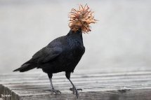 Foto Erci Bohrer.