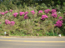 Colorido das azaléias na encosta da Av. Beira Rio. Foto Murilo Roso. 10/09/2008.