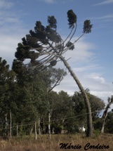 Araucária que ao longo do tempo entortou devido a força dos ventos. Foto: Márcio Cordeiro.
