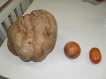 Batata doce gigante, colhida no bairro Nossa Senhora Salete, em Caçador.