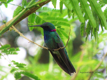 Beija-flor-de-orelha-violeta (Colibri serrirostris). Foto: Aguinaldo F. de Jesus.