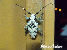 Foto: Márcio Cordeiro.