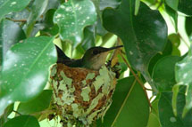 Foto Silvino Scolaro