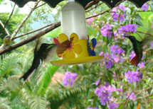 Beija-flor. Foto Erci Boher. Fev 2009.