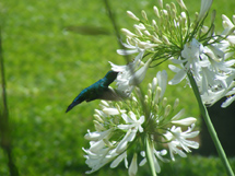 Foto Taciana C. Iantas.