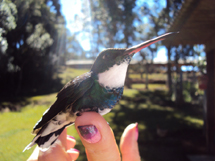 Foto: "beija-flor". Enviada por Andréia Veronese.