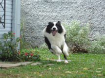Border Colie. Foto Aline Driessen.