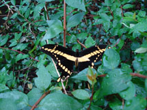 Borboleta. Foto Silmar Bohrer.