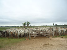 Foto enviada por Simony Gonçalves Cordeiro.
