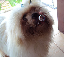 Bonno. Cão de chupeta. Foto Edumar Vergett Jr.