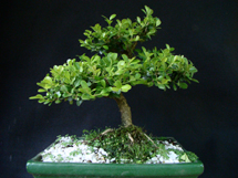Bonsai cultivado por Silvino Scolaro. Foto Murilo Roso. Dez 2008.