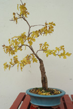 Bonsai de Amoreira da coleção de Adão Ademir Becker.