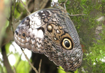 Borboleta "olho-de-coruja" (Caligo beltrao) - Fraiburgo. Foto Aline Cássia Paviani.