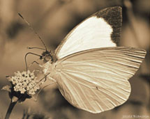 Foto: Joi Bianchin.