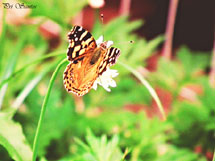 Foto Pricila Santos.