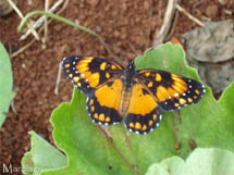 Borboleta na folha. Foto Márcia Guzela.