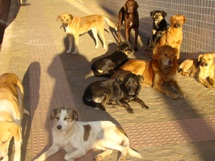 Cachorrada passeando na rua Conselheiro Mafra, em Caçador. Foto Alessandro Schneider.