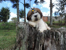 "Meu Cachorrinho TED". Foto Kelly Royer.