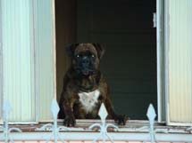 Não foi o cachorro que bebeu e muito menos que deixou a sujeira. Foto Murilo Roso. 22 Dez 2008.