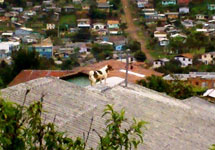 "Cachorro em cima do telhado, uma coisa um tanto quanto inusitada". Foto Rafael Krachinski.