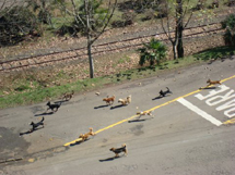 Cães de rua. Foto Erci Bohrer.