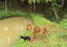 Observando peixes no açude. Foto Eliane Mezalira. (Rio das Antas).