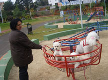 Shirley com seus três cães da raça poodle no Parque Central. Foto Daiane Cavalheiro.